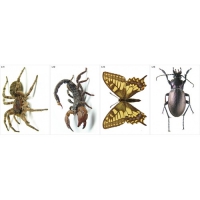 Модель-аппликация Многообразие беспозвоночных - «globural.ru» - Кировград