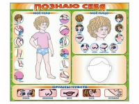 Стенд маркерный "Познаю себя" (тело, голова, органы чувств) - «globural.ru» - Кировград