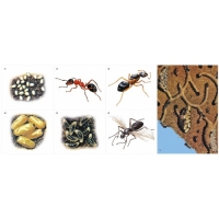 Модель-аппликация Муравьи. Устройство муравейника - «globural.ru» - Кировград