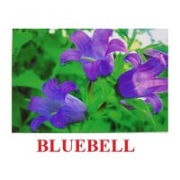 "Wild Flowers-Herbs" ("Полевые цветы-Травы") английские карточки Домана - «globural.ru» - Кировград