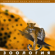 Зоология. (Цифровая база изображений) - «globural.ru» - Кировград