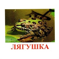 Карточки Домана "Амфибии и рептилии" - «globural.ru» - Кировград