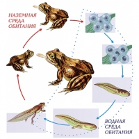 Модель-аппликация Цикл развития лягушки - «globural.ru» - Кировград