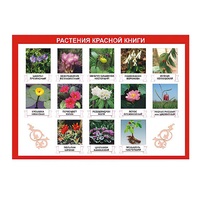 Таблица демонстрационная "Растения Красной книги" (винил 70х100) - «globural.ru» - Кировград