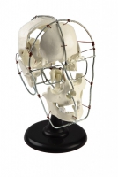 Модель Кости черепа человека смонтированные - «globural.ru» - Кировград