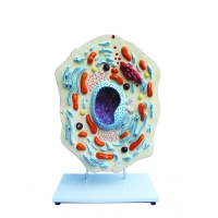 Модель "Клетка животного" - «globural.ru» - Кировград