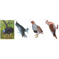 Модель-аппликация Многообразие хордовых. Птицы  - «globural.ru» - Кировград