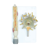 Модель "Нейрона" - «globural.ru» - Кировград