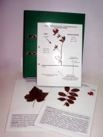 Гербарий к курсу основ общей биологии (20 листов) (лам.) формат А-4 - «globural.ru» - Кировград