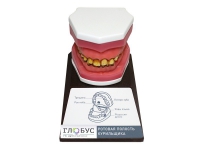 Демонстрационная модель "Ротовая полость курильщика" - «globural.ru» - Кировград