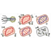 Модель-аппликация Жизненный цикл вируса	 - «globural.ru» - Кировград
