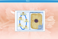 Интерактивные курсы. Биология 6 класс. Базовый  - «globural.ru» - Кировград