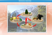 Интерактивные курсы. Биология 7 класс. Базовый - «globural.ru» - Кировград