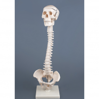Модель "Позвоночник с черепом и тазом" - «globural.ru» - Кировград