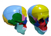 Модель "Череп" (с раскрашенными костями) - «globural.ru» - Кировград