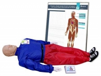 5.1 Тренажер-манекен взрослого пострадавшего "Александр-01" для отработки приемов сердечно-легочной реанимации (голова, туловище, конечности) с контроллером и настенным табло - «globural.ru» - Кировград