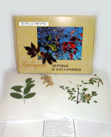 Гербарий Деревья и кустарники (20 видов) - «globural.ru» - Кировград