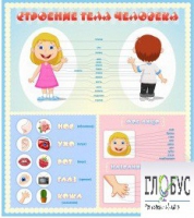 Стенд "Строение человека" для детей - «globural.ru» - Кировград