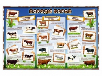 Стенд "Породы коров" - «globural.ru» - Кировград