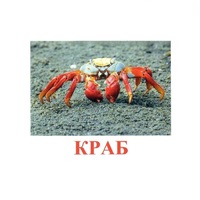 Карточки Домана "Подводный мир" - «globural.ru» - Кировград