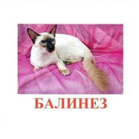 Карточки Домана "Породы кошек" - «globural.ru» - Кировград