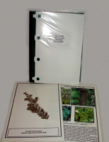 Гербарий "Эволюция высших растений" - «globural.ru» - Кировград