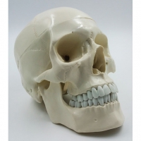Модель "Череп" (белый) - «globural.ru» - Кировград
