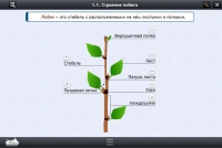 Интерактивные курсы. Биология 6 класс. Расширенный - «globural.ru» - Кировград