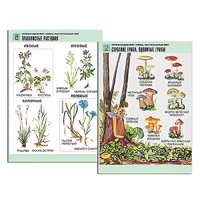 Комплект таблиц для начальной школы "Окружающий мир. Грибы. Растительный мир" - «globural.ru» - Кировград