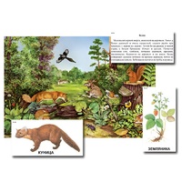 Магнитный плакат-аппликация "Лес: биоразнообразие и взаимосвязи в сообществе" - «globural.ru» - Кировград