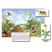 Магнитный плакат-аппликация "Луг: биоразнообразие и взаимосвязи в сообществе" - «globural.ru» - Кировград