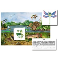 Магнитный плакат-аппликация "Водоем: биоразнообразие и взаимосвязи в сообществе" - «globural.ru» - Кировград