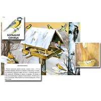 Магнитный плакат-аппликация "Биоразнообразие и экологические группы. Птицы зимой" - «globural.ru» - Кировград