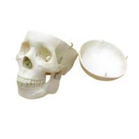 Модель "Череп человека" - «globural.ru» - Кировград