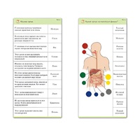Комплект карточек (10) "Обучающий калейдоскоп. Человек" - «globural.ru» - Кировград