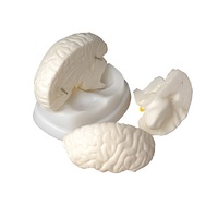 Модель мозга в разрезе - «globural.ru» - Кировград