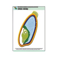 Рельефная таблица "Зерновка пшеницы" (формат А1, матовое ламинир.) - «globural.ru» - Кировград