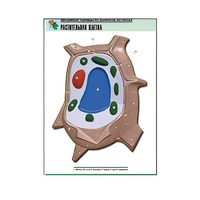 Рельефная таблица "Растительная клетка" (формат А1, матовое ламинир.) - «globural.ru» - Кировград