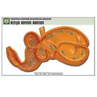 Рельефная таблица "Желудок жвачного животного" (формат А1, матовое ламинир.) - «globural.ru» - Кировград