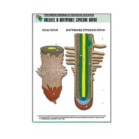 Рельефная таблица "Внешнее и внутреннее строение корня" (формат А1, матовое ламинир.) - «globural.ru» - Кировград