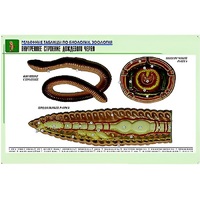 Рельефная таблица "Внутреннее строение дождевого червя" (формат А1, матовое ламинир.) - «globural.ru» - Кировград