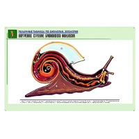 Рельефная таблица "Внутреннее строение брюхоногого моллюска" (формат А1, матовое ламинир.) - «globural.ru» - Кировград