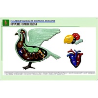 Рельефная таблица "Внутреннее строение голубя" (формат А1, матовое ламинир.) - «globural.ru» - Кировград