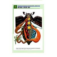 Рельефная таблица "Внутреннее строение жука" (формат А1, матовое ламинир.) - «globural.ru» - Кировград