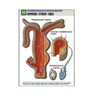 Рельефная таблица "Внутреннее строение гидры" (формат А1, матовое ламинир.) - «globural.ru» - Кировград