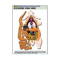 Рельефная таблица "Внутреннее строение кролика" (формат А1, матовое ламинир.) - «globural.ru» - Кировград