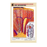 Рельефная таблица "Почка. Макро-микростроение" - «globural.ru» - Кировград