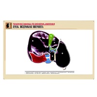 Рельефная таблица "Печень. Висцеральная поверхность" (формат А1, матовое ламинир.) - «globural.ru» - Кировград