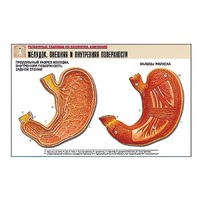 Рельефная таблица "Желудок. Внешняя и внутренняя поверхности" (формат А1, матовое ламинир.) - «globural.ru» - Кировград