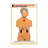 Рельефная таблица "Железы внутренней секреции" (формат А1, матовое ламинир.) - «globural.ru» - Кировград